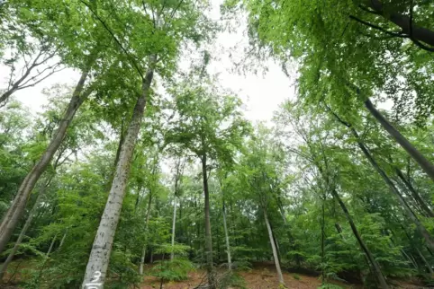 Der Bund födert aktuell klimaangepasstes Waldmanagement. 