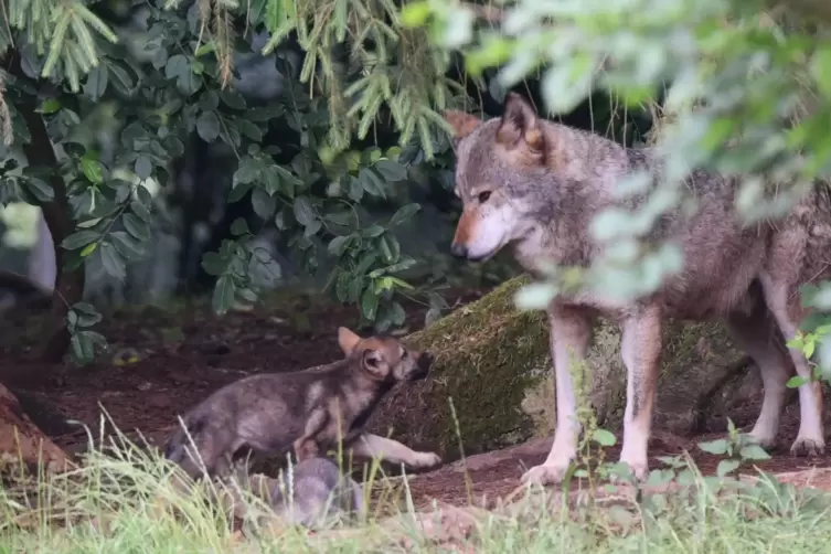 Nicht nur die Wolfsmütter werden von ihrem Nachwuchs auf Trab gehalten. 