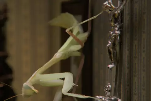 Gottesanbeterin macht in der Gründerzeitwohnung Gottesanbeterinnen-Dinge, ein im Video von M+M. Gottesanbeterin macht in der Gründerzeitwohnung Gottesanbeterinnen-Dinge, ein im Video von M+M.