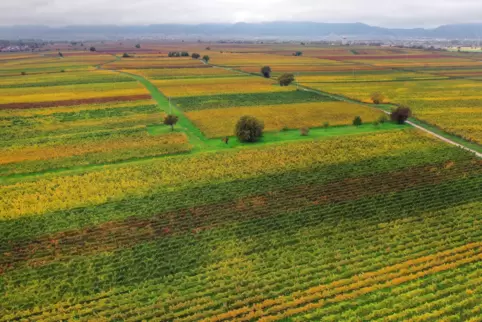 Die Region um Neustadt (hier der Blick von Geinsheim auf die Stadt) ist vom Weinbau geprägt – und diese Nutzung fördert die Biod