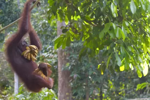 urwald_auf_borneo_36732990