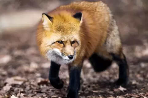 Zum ersten Mal wurde in Rheinland-Pfalz der Geflügelpesterreger bei einem Fuchs festgestellt.