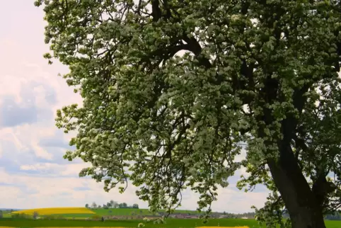 Farbenspiel des Frühlings auf der Sickinger Höhe: Blick zur Reifenberger Kapelle von einem blühenden Birnbaum aus. 
