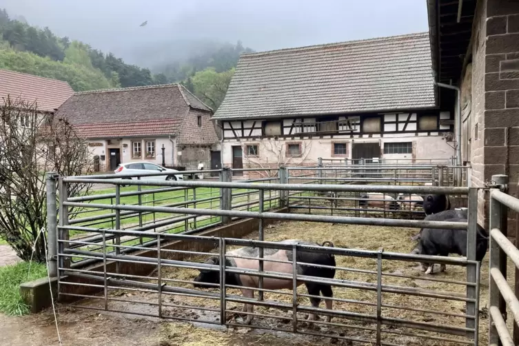 Der Schweineauslauf findet sich direkt neben dem Hofladen auf dem B&auml;renbrunnerhof in der N&auml;he von Dahn.