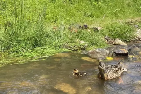 An den meisten Stellen ist der Erlenbach in Bad Bergzabern harmlos für Entenmütter und ihre Küken.