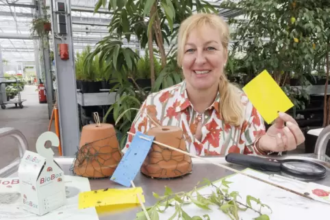Gärtnermeisterin Sabine Günther hält eine Gelbtafel in der Hand, mit deren Hilfe kann kontrolliert werden, welche Schädlinge unt