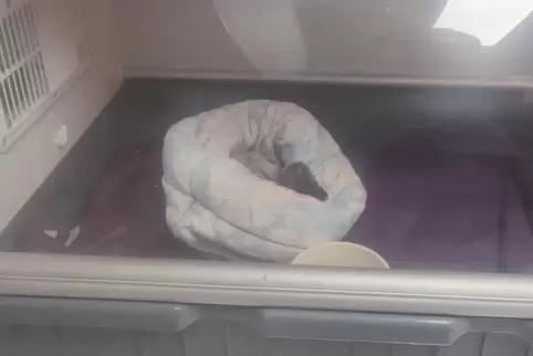 Noch liegt der kleine Storch – nur zur erahnen in seinem künstlichen Nest – im Inkubator der Wildtierhilfe Kaiserslautern. Vermu Noch liegt der kleine Storch – nur zur erahnen in seinem künstlichen Nest – im Inkubator der Wildtierhilfe Kaiserslautern. Vermu