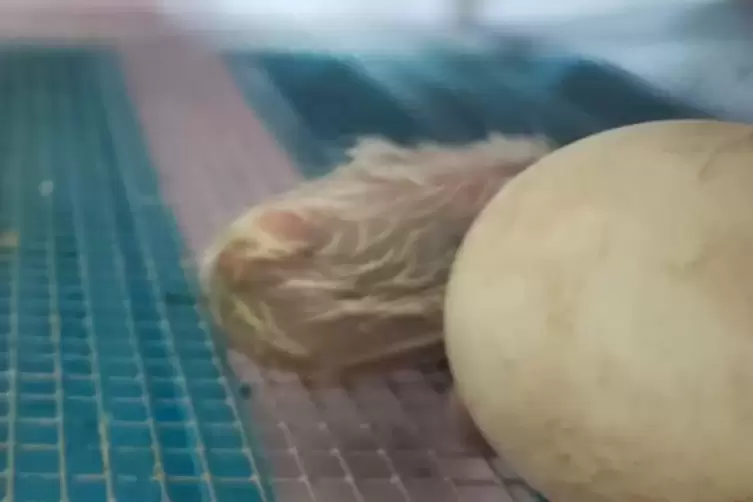 Das Storchen-Baby versteckt sich hinter einem der Eier, aus denen vielleicht noch weitere V&ouml;gel schl&uuml;pfen. Karsten Tide von der 