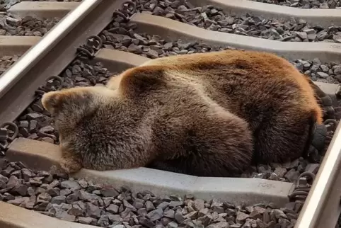Der Bär wurde von einem Zug erfasst. 