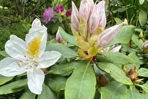 Ist der Rhododendron von einem Pilz befallen, helfen Zurückschneiden und biologische Schädlingsmittel. 