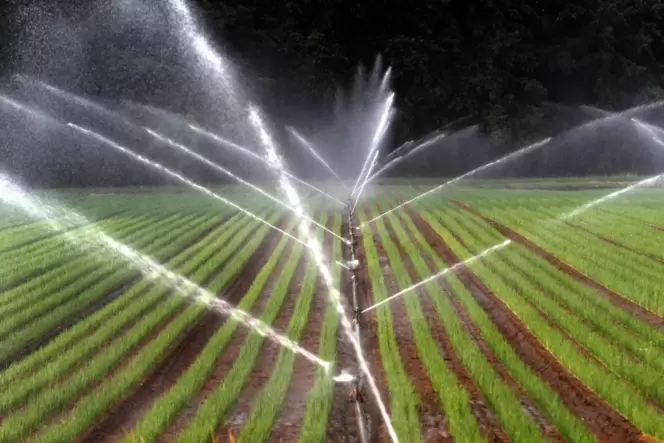 Verwenden Landwirte zu viel Wasser? Naturschutzverbände und Forscher üben Kritik.