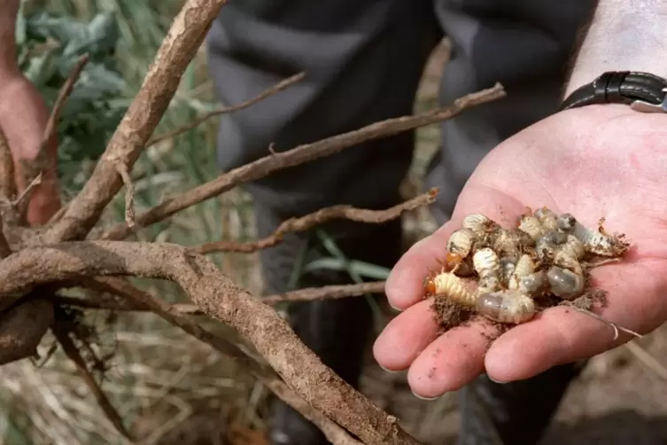 Sie richten den Schaden an: Engerlinge ern&auml;hren sich von den Feinwurzeln, mit denen B&auml;ume ihre N&auml;hrstoffe aufnehmen.