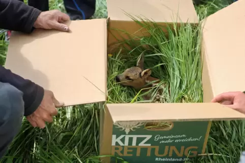 Sofern mithilfe der Drohnen ein Kitz entdeckt wird, werden diese vorsichtig eingefangen und in einer mit Gras gefüllten Kiste au