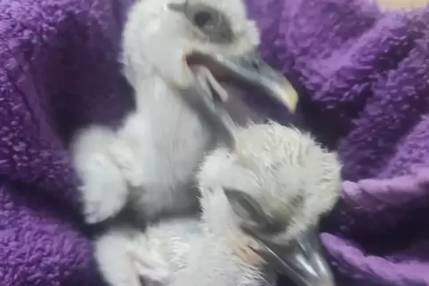 Glücklich vereint: die beiden Storchen-Babys, deren Eier die Stromschläge in einem Nest bei Lohnsfeld offenbar unbeschadet übers Glücklich vereint: die beiden Storchen-Babys, deren Eier die Stromschläge in einem Nest bei Lohnsfeld offenbar unbeschadet übers