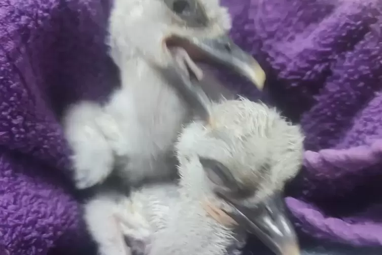 Glücklich vereint: die beiden Storchen-Babys, deren Eier die Stromschläge in einem Nest bei Lohnsfeld offenbar unbeschadet übers