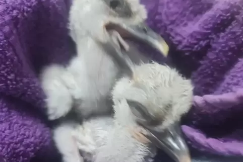 Glücklich vereint: die beiden Storchen-Babys, deren Eier die Stromschläge in einem Nest bei Lohnsfeld offenbar unbeschadet übers Glücklich vereint: die beiden Storchen-Babys, deren Eier die Stromschläge in einem Nest bei Lohnsfeld offenbar unbeschadet übers