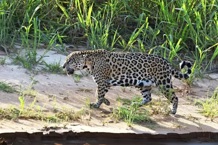 Dank der „Rewilding Argentina“-Initiative streifen wieder zwölf Jaguare durch das Sumpfland im wilden Nordosten Argentiniens.