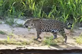 Dank der „Rewilding Argentina“-Initiative streifen wieder zwölf Jaguare durch das Sumpfland im wilden Nordosten Argentiniens.