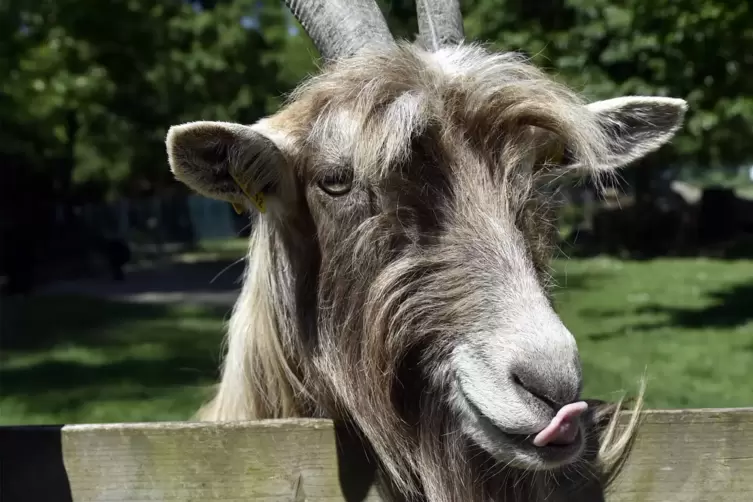 Das Tiergehege im „Kleinen Wald“ gehört zu dem Empfängern der Spenden. 