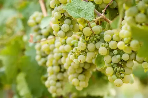 Riesling gedeiht auch auf Basaltböden bestens. 