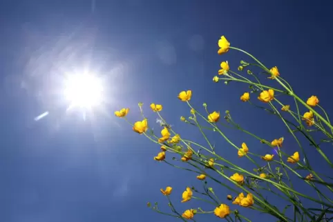 Blumen im Sonnenschein