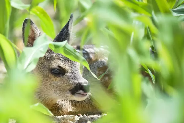 Der Anblick einsamer, regloser Tierkinder erwecke schnell Mitgefühl und den Wunsch zu helfen. „Doch so verlassen sind die kleine