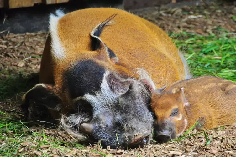 Ein Warzenschwein mit seinem Jungen. 