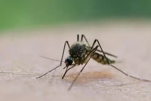 Blutsauger: Eine Stechmücke lässt sich eine Mahlzeit schmecken.
