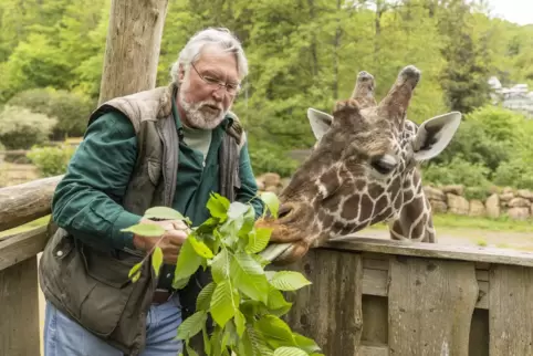 Vom Zoodirektor persönlich angereicht schmeckt’s immer noch am besten: Norbert Fritsch füttert Giraffenbulle Nangila. 