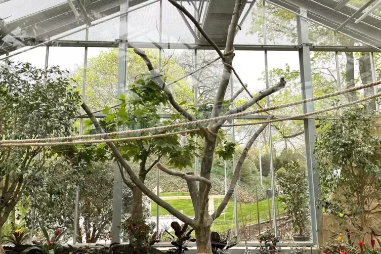 Schmetterlinge, Pflanzen und Tiere aus den Tropen sind im Luisenpark im Südamerikahaus zu finden.