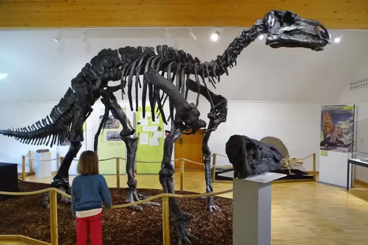 Skelettabguss des gewaltigen Iguanodon. Die Erstbeschreibung dieses Dinosauriers ist 200 Jahre alt. 