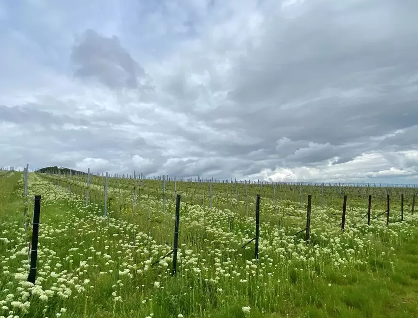 Nach dem Frühlingsregen: Die Wanderung führt auch durch die Weinberge zwischen Eschbach und Leinsweiler.