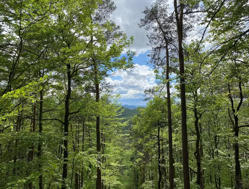 Idyllische Waldeinsamkeit: auf dem Cramer-Pfad.