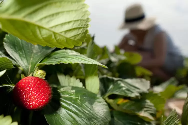 Leckere Erdbeeren aus dem eigenen Beet sind ein Genuss.