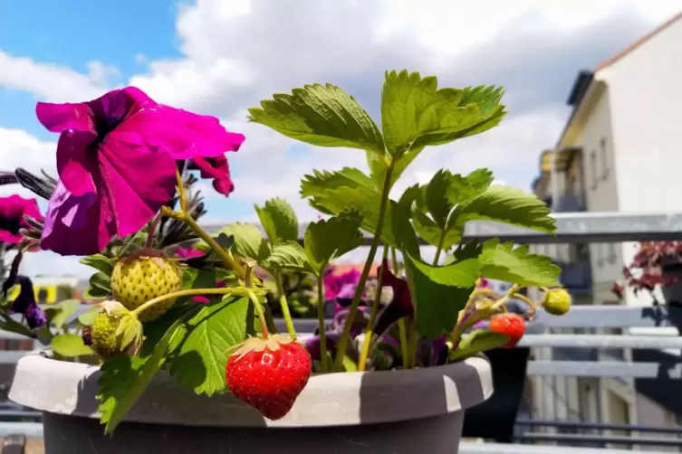 Erdbeeren gedeihen auch auf der Terrasse.