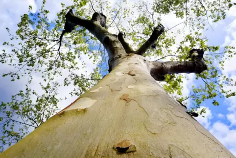 Einfach großartig: eine mächtige Platane. Bäume zu erhalten, ist das Ziel der Baumfördersatzung. 