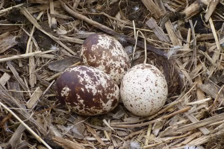 Fischadler-Eier im Nest.
