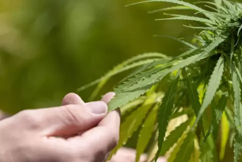 Eine Cannabis-Plantage in Steinweiler wurde eher zufällig entdeckt. 