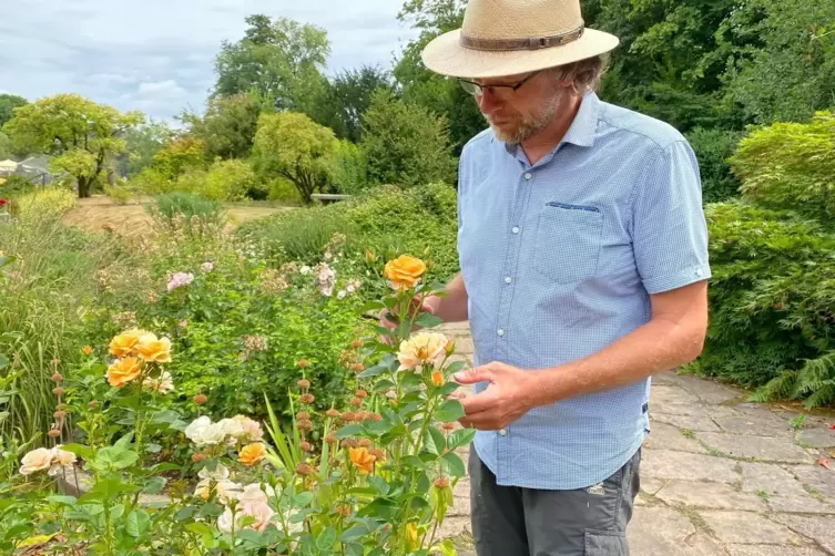 Ein Bild vom August 2022: Der gärtnerische Leiter Heiko Hübscher zeigt, wie schön die namensgebenden Rosen im Garten blühen.