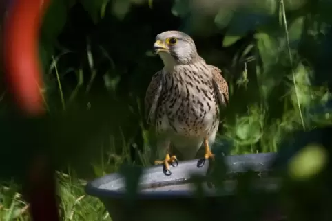 Die Falken-Mutter im Garten am Wassertrog. 