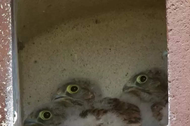 Die kleinen Falkenk&uuml;ken im Nest. Hier sind noch alle Tiere am Leben. Drei sind leider inzwischen tot. 