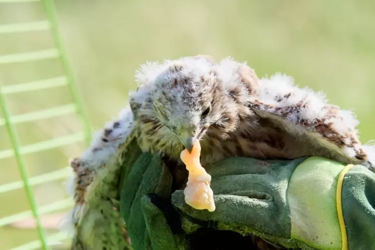 Und rein damit: Die beiden kleinen Falken werden jetzt aufgep&auml;ppelt mit Fleischst&uuml;ckchen. 