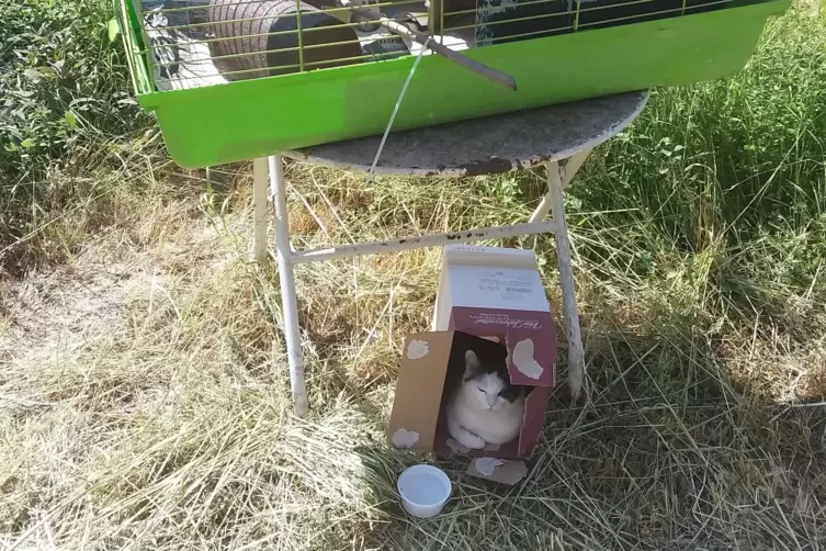 Das ist Katze Piper, die mit gejaten M&auml;usen &bdquo;aushilft&ldquo;. 