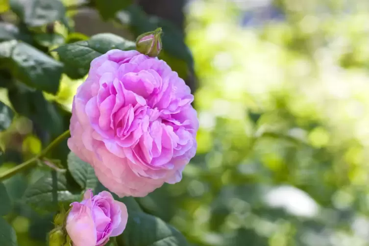 Eine Rose wie geschaffen für Maler: die Zentifolie.