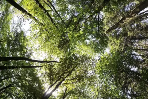 Immer mehr Baumkronen weisen laut Waldzustandsbericht Schäden auf.