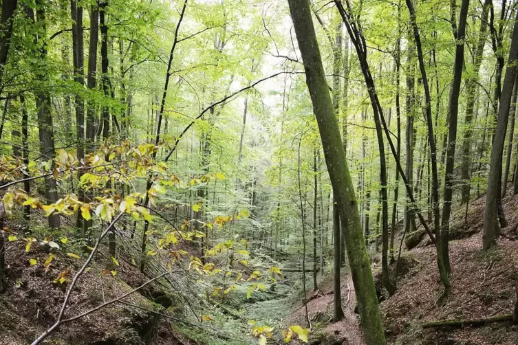 Das Sportheim grenzt an den Premiumwanderweg Hexenklamm. 