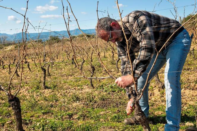 Für Winzer stehen das gesamte Jahr über Arbeiten im Weinbarg an.