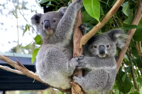 Wild leben Koalas nur an der Ostküste Australiens. Sie werden 61 bis 85 Zentimeter groß und elf bis 14 Kilogramm schwer. Gesund 