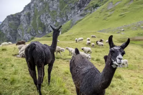 Auch in den Schweizer Alpen werden Lamas bereits zum Schutz von Schafherden eingesetzt. 