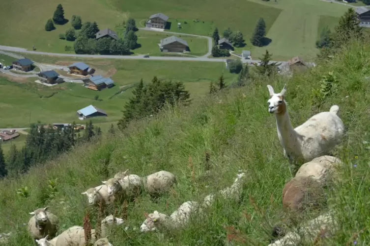 In den Schweizer Alpen werden Lamas bereits zum Schutz von Schafherden eingesetzt. 